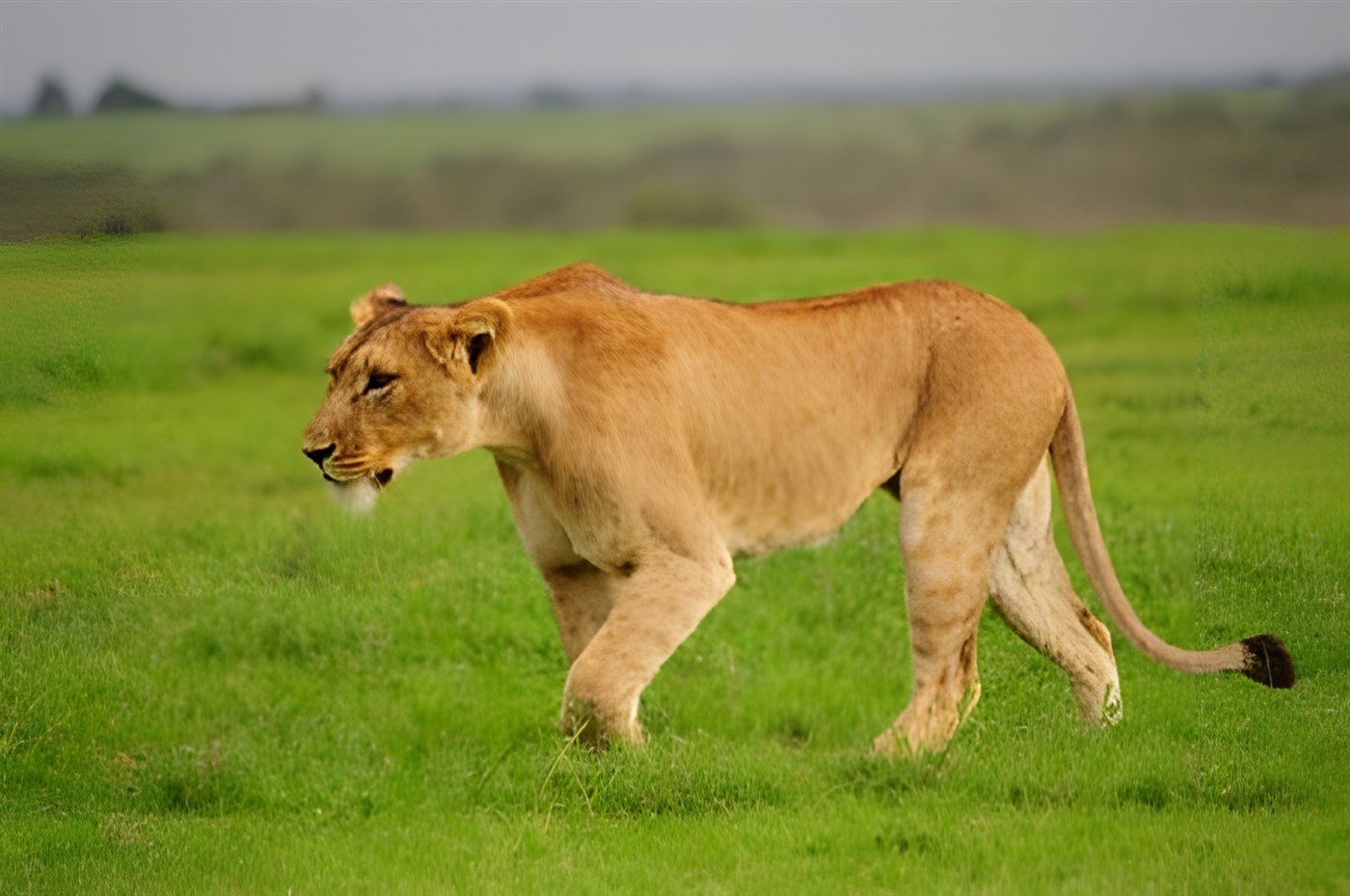 Lion prowling the plains