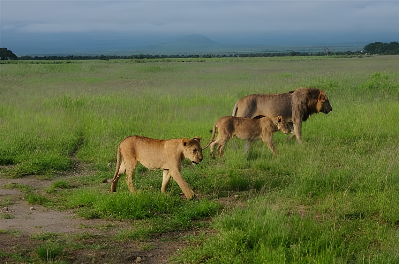 Lions in Amboseli