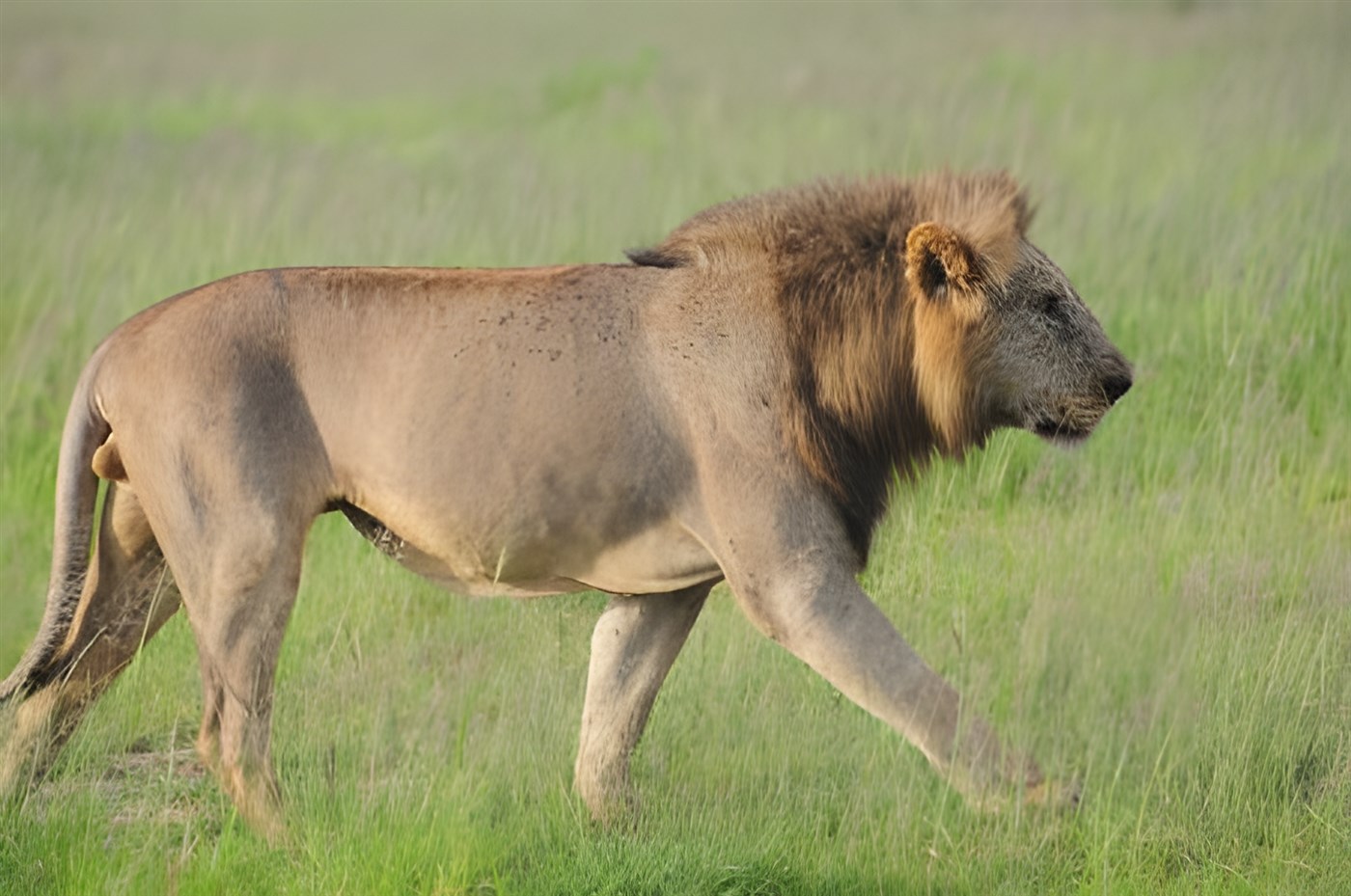 Lion in Amboseli