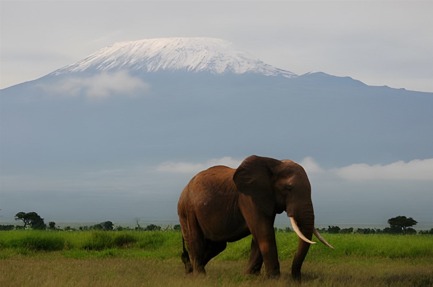 Elephant in front of Mount Kili