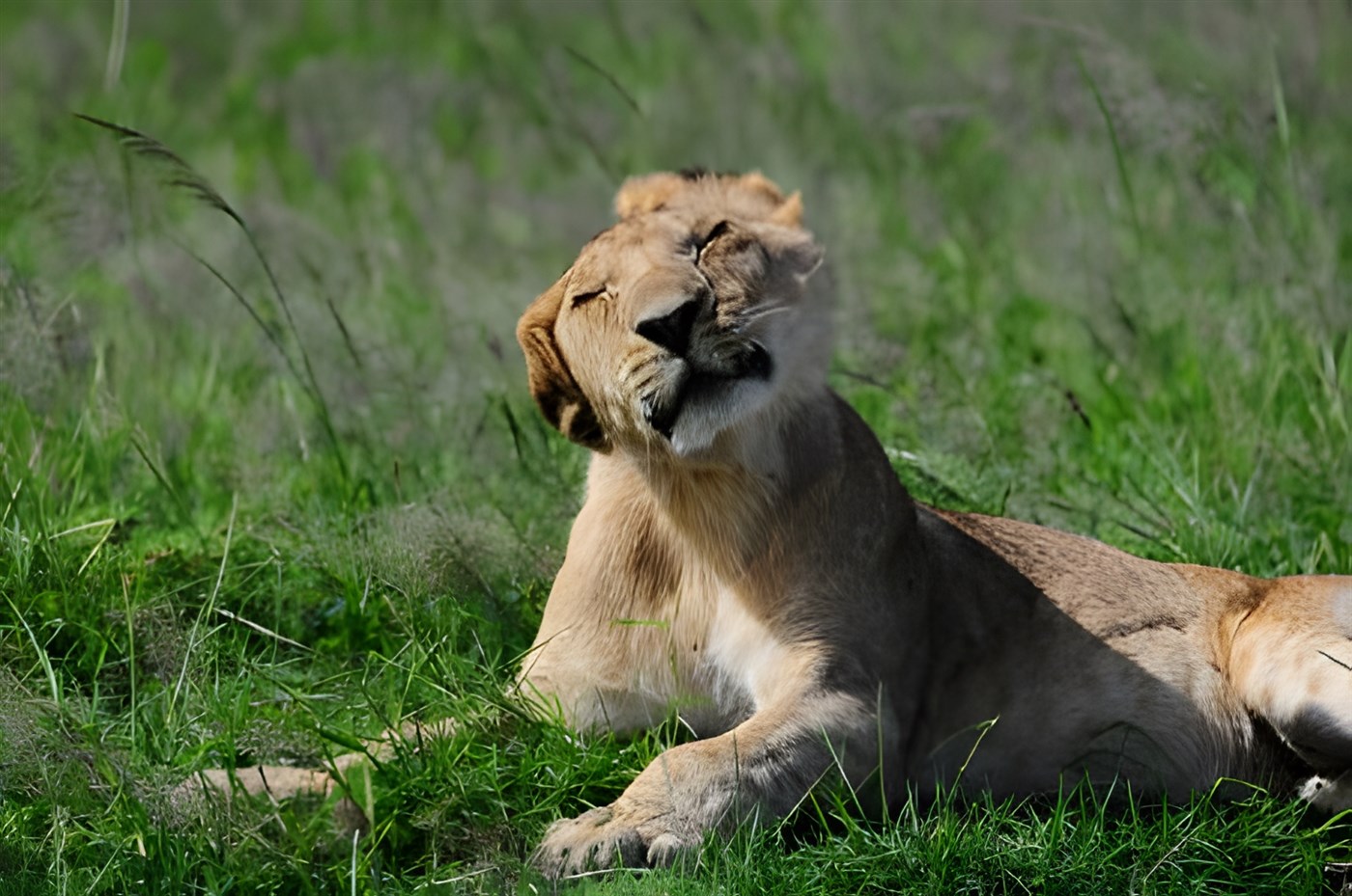 Lion in Amboseli