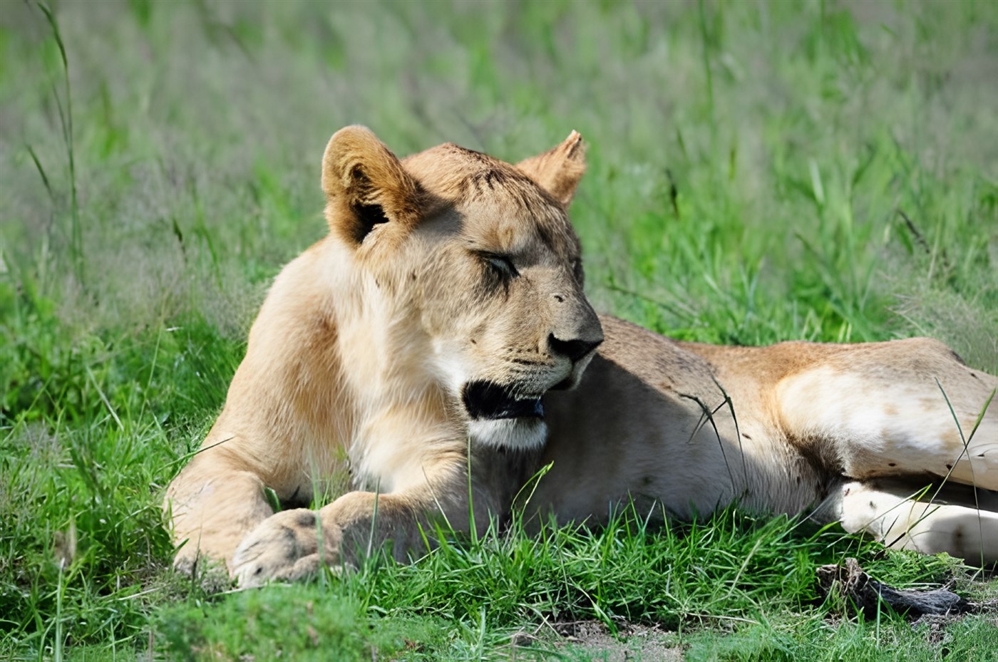 Lion in Amboseli
