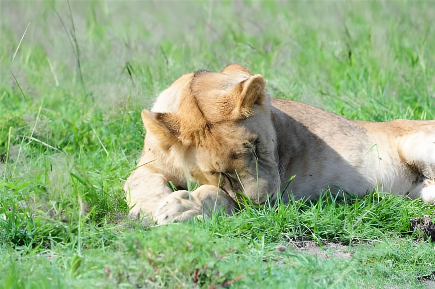 Lion in Amboseli