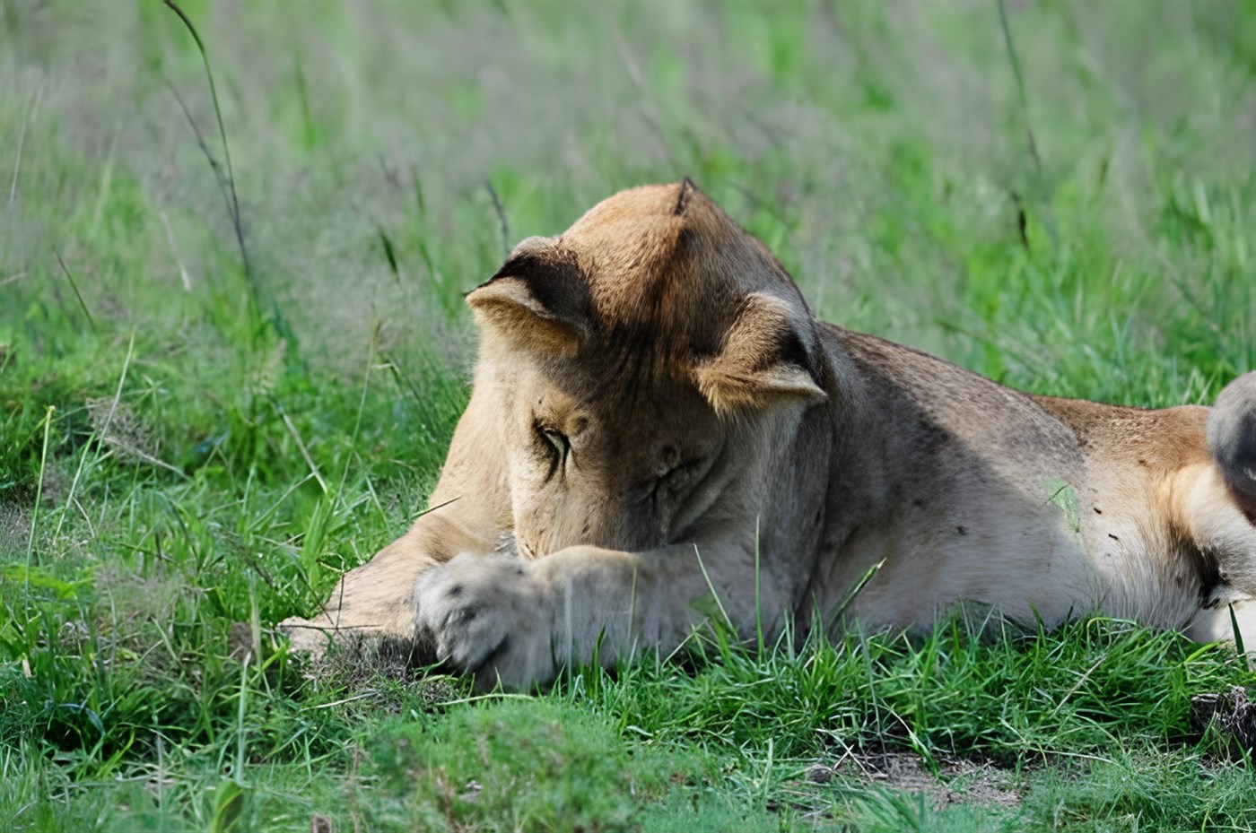 Lion in Amboseli