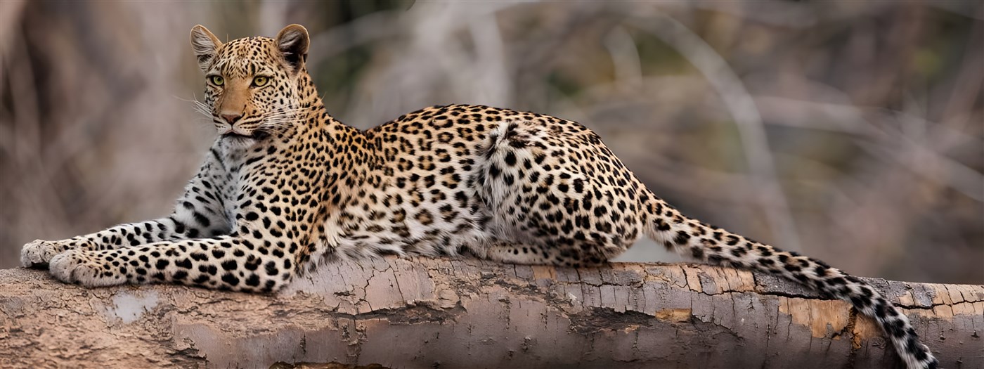 Beautiful leopard in Botswana