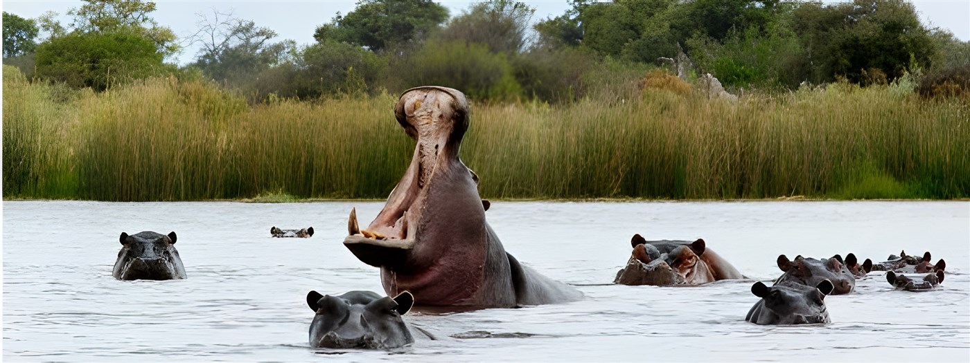 Hippos in Botswana