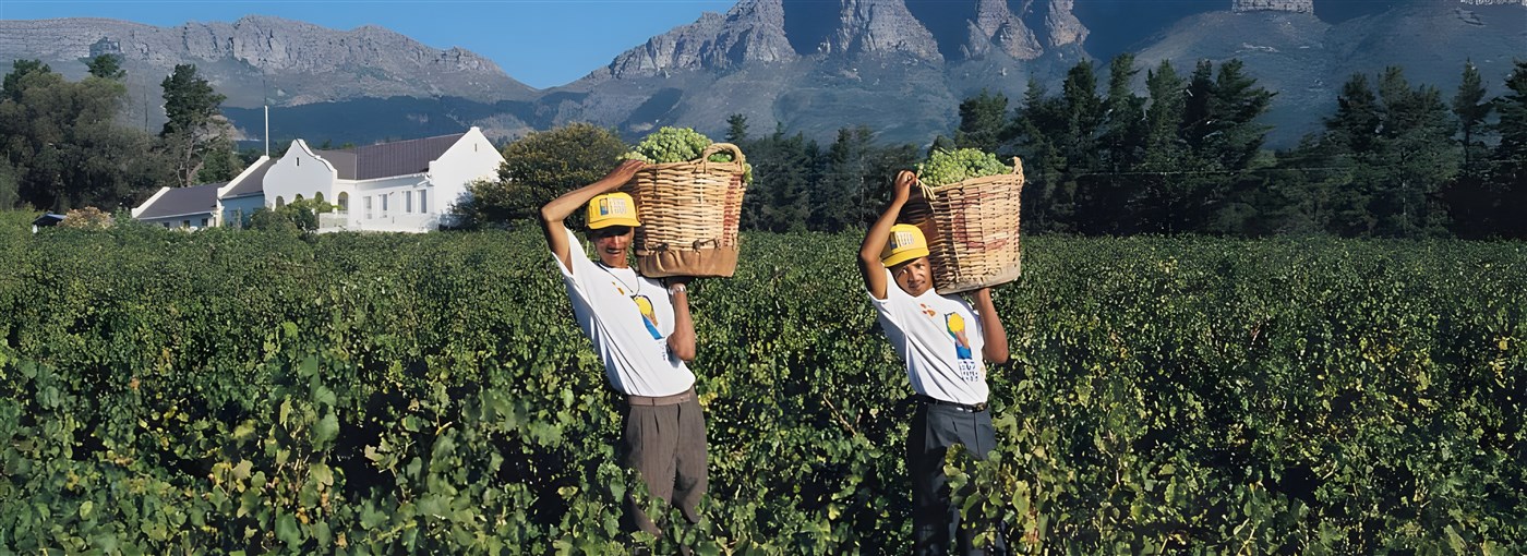Vineyards in The Cape Winelands, South Africa