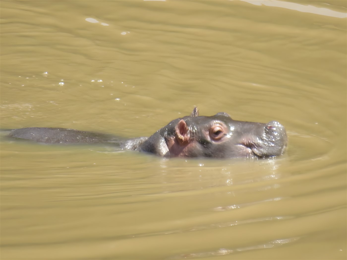 A Hippo in lake Nakuru