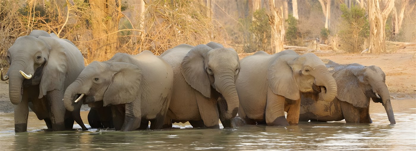 Elephants at Mana Pools on holiday in Zimbabwe