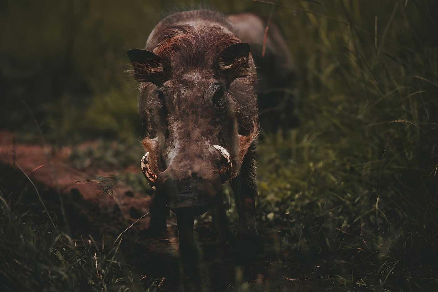 Warthog posing for a close up