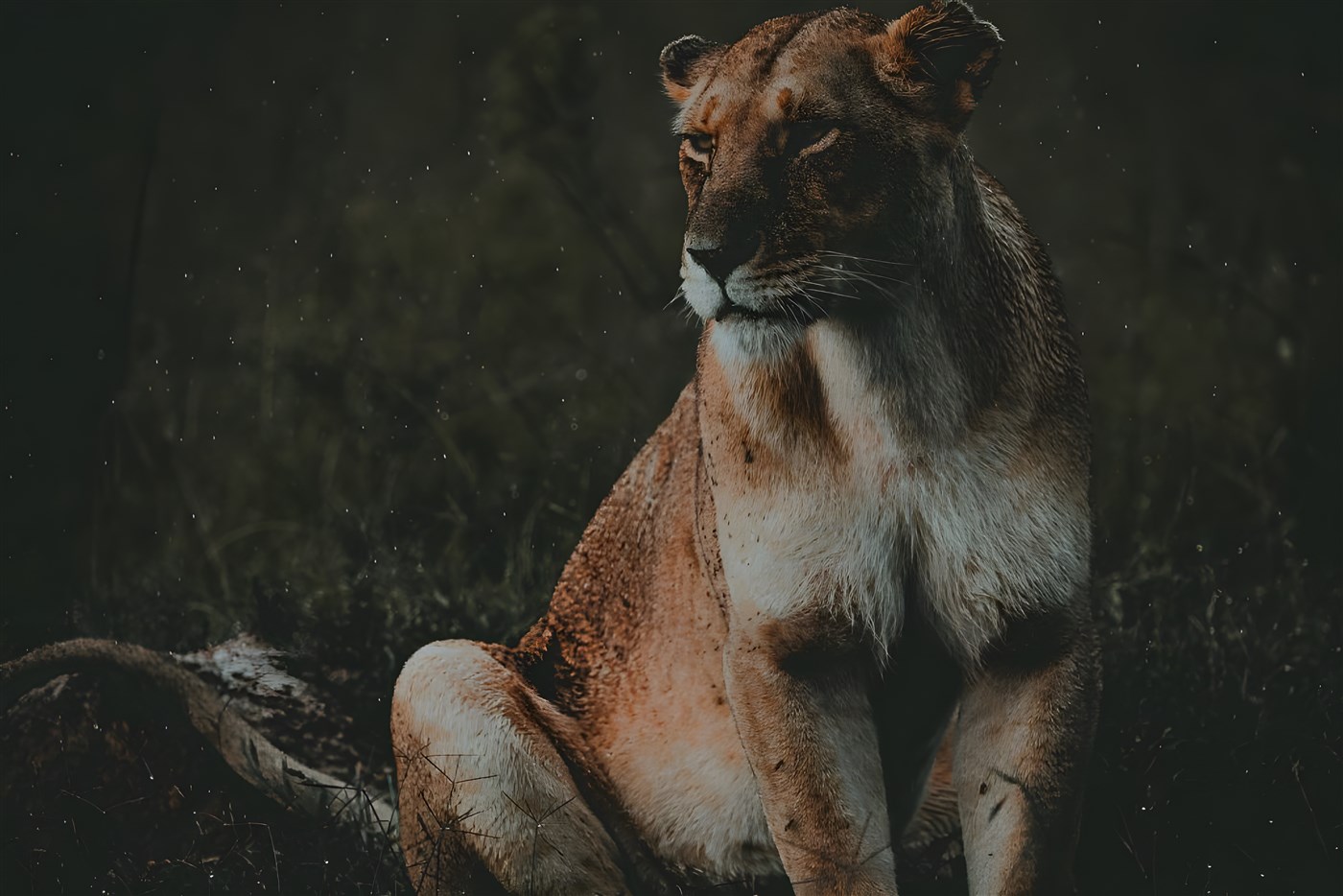 Beautiful lioness