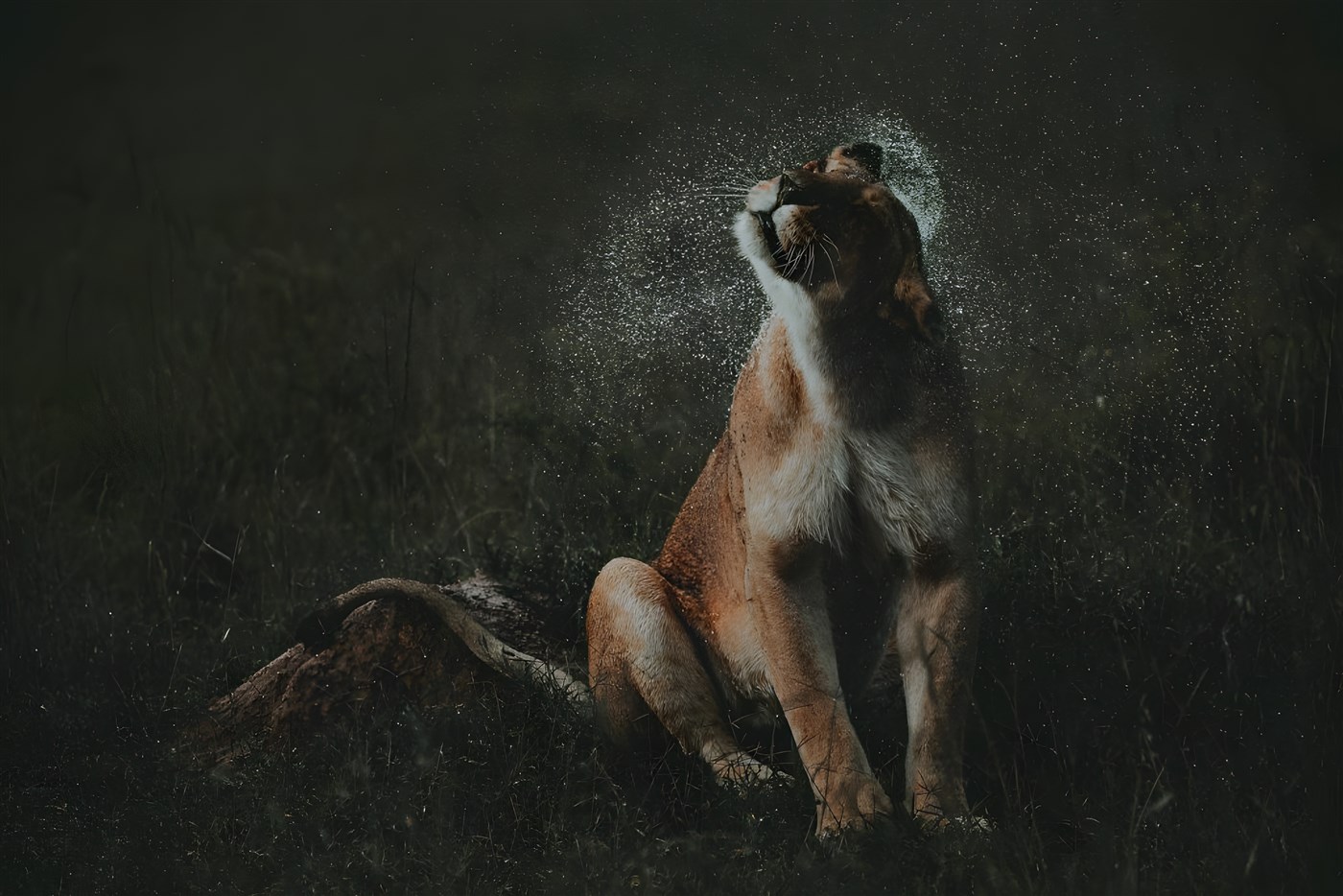 The gorgeous lioness shaking her head!