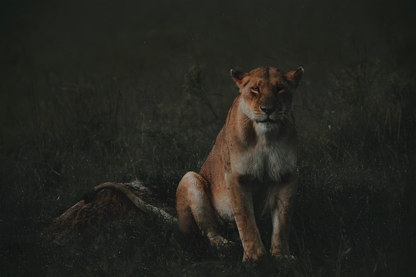 A gorgeous lioness
