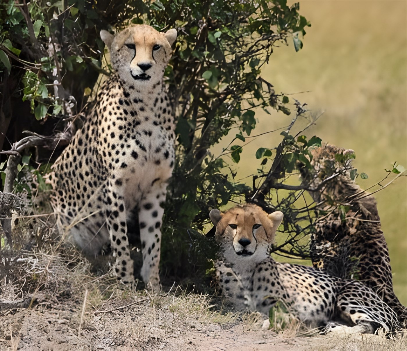 Cheetahs in Kenya