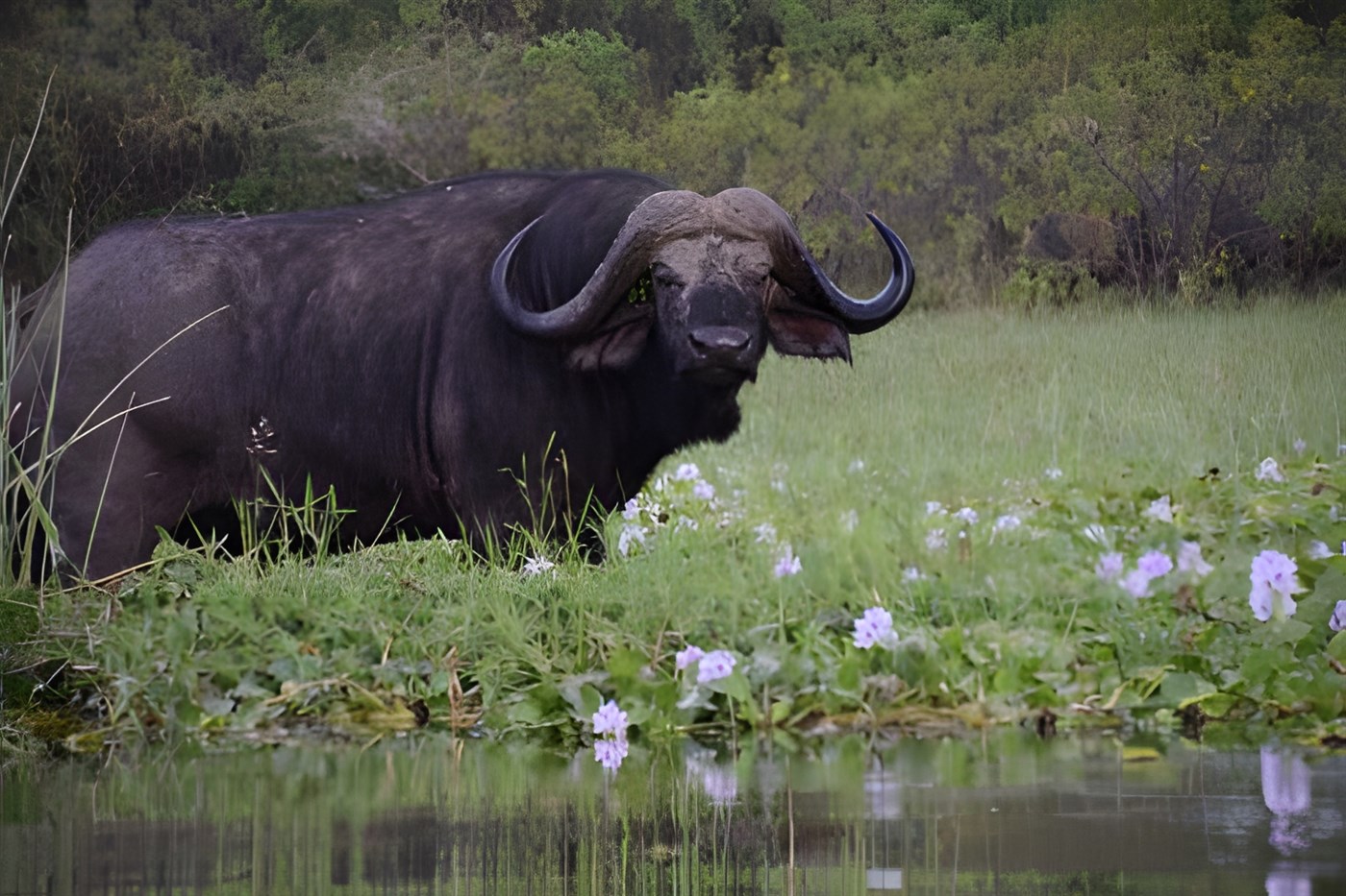Buffalo in Kenya