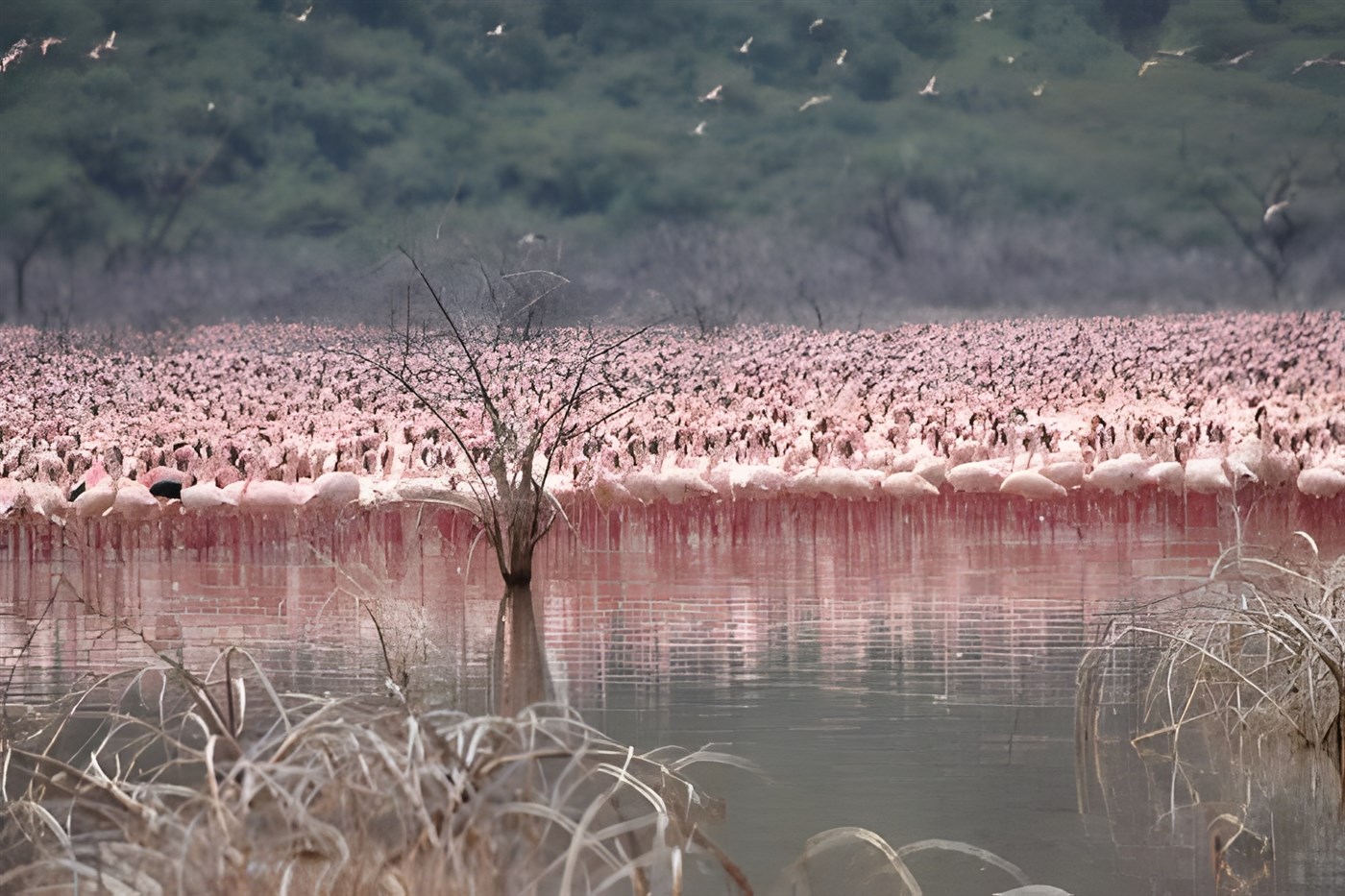 Flamingoes in Lake Bogoria, Kenya