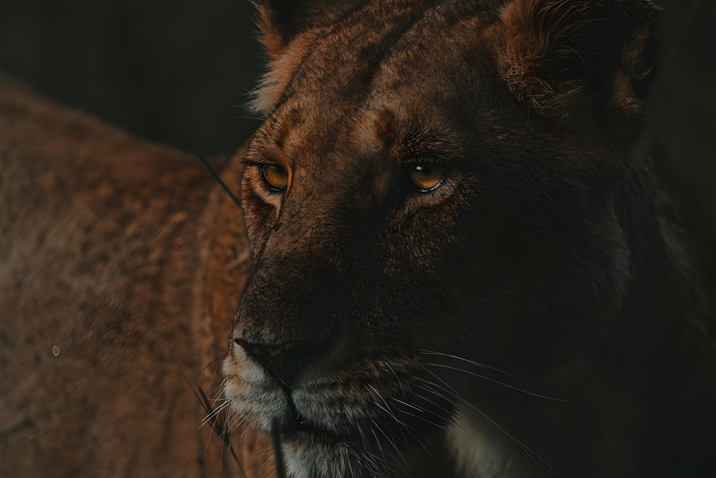 Lioness