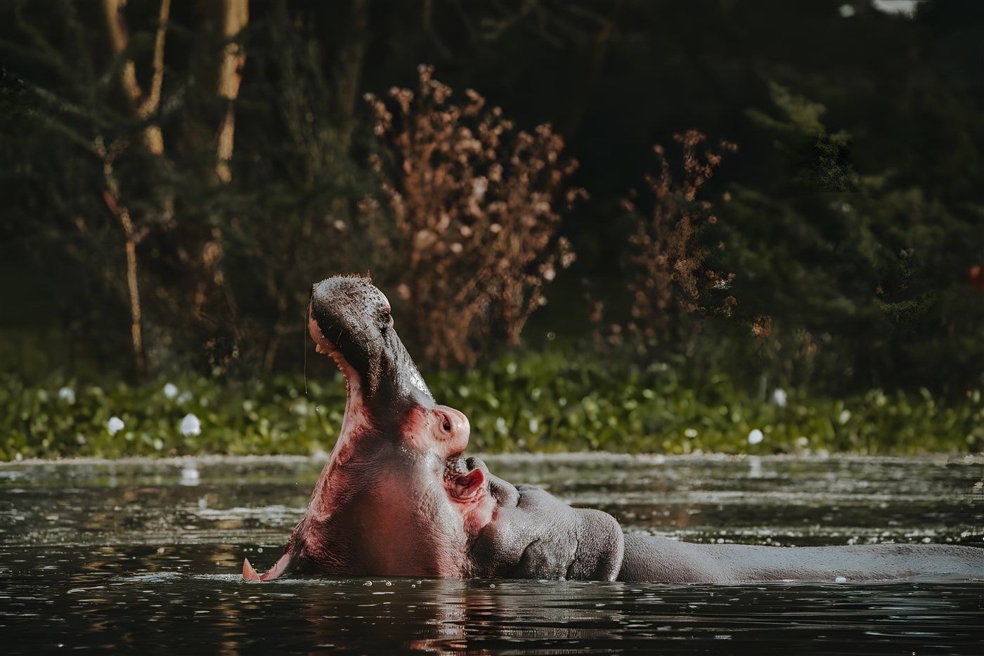 Hippo yawns!
