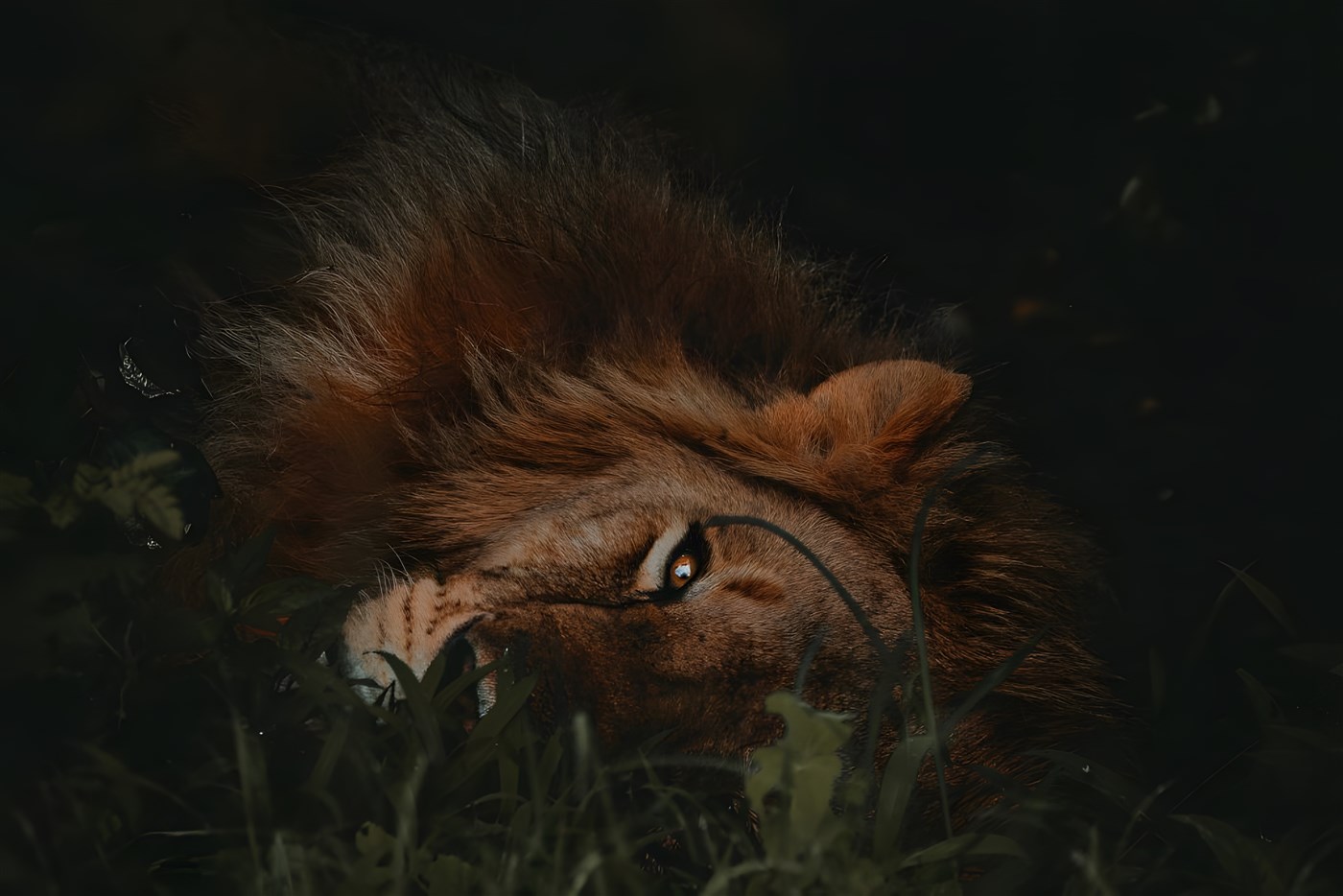 Lion lazing around