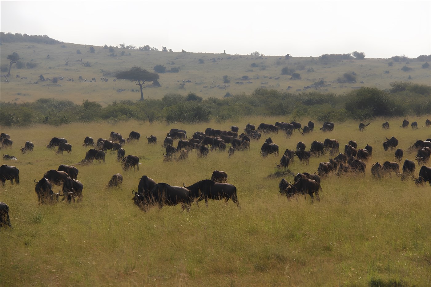 Wildebeest on safari in Kenya