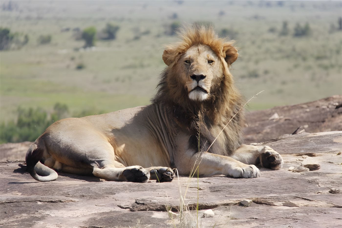 Lion in the Masai Mara