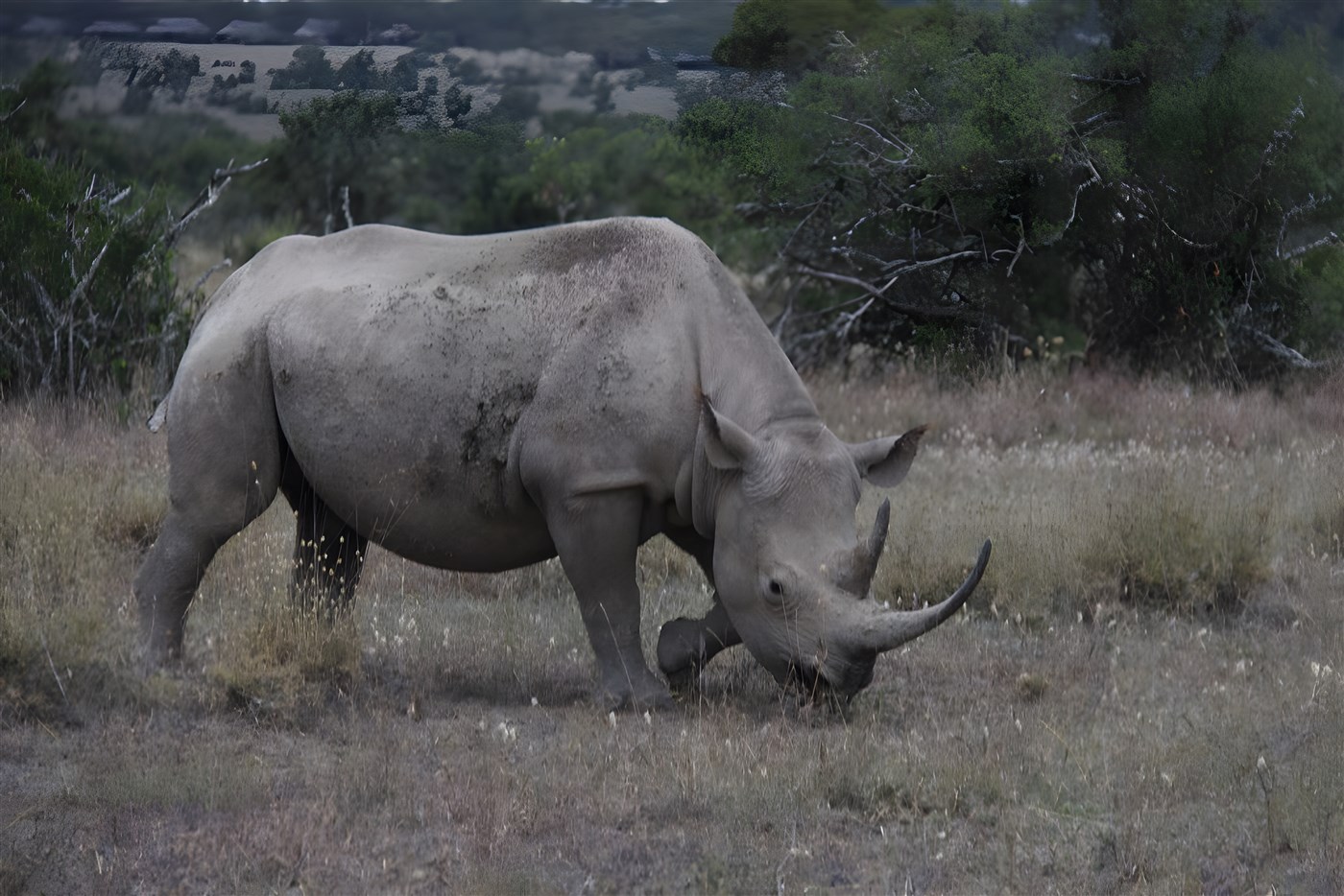 Rhino on safari in Kenya