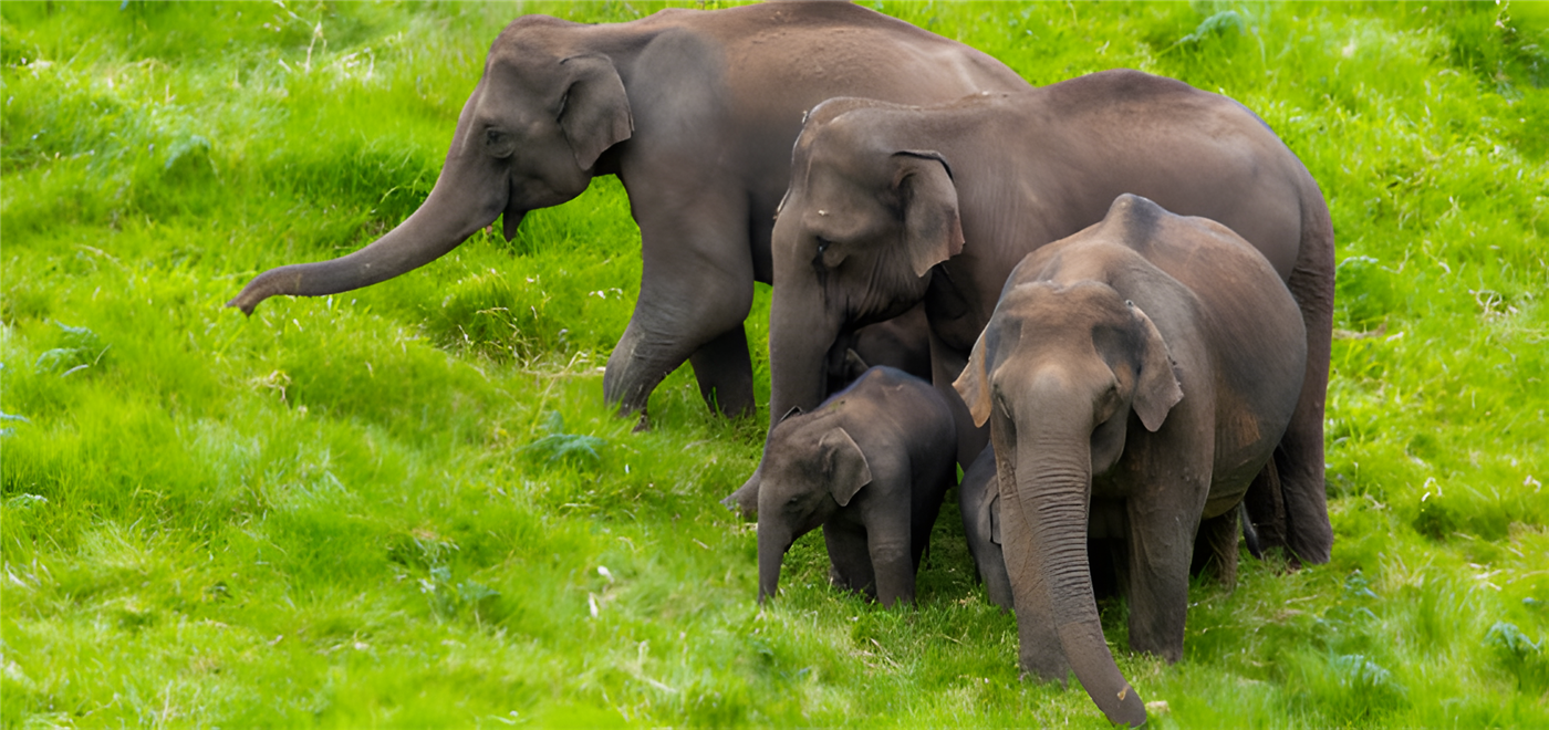 Elephants in Kerala