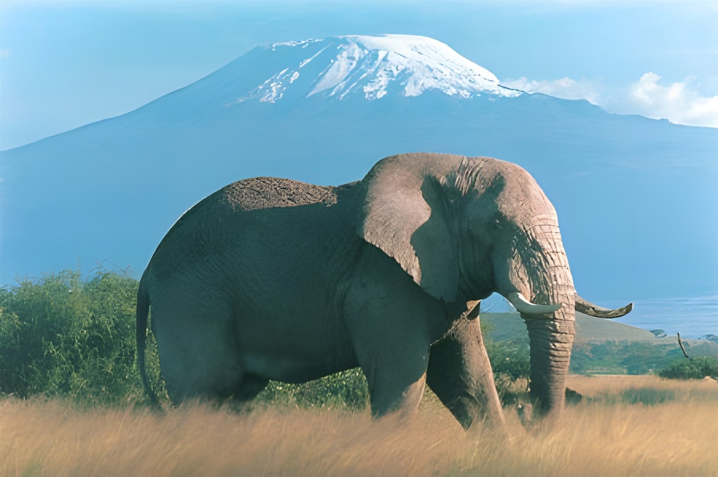 Elephant in front of Mount Kili