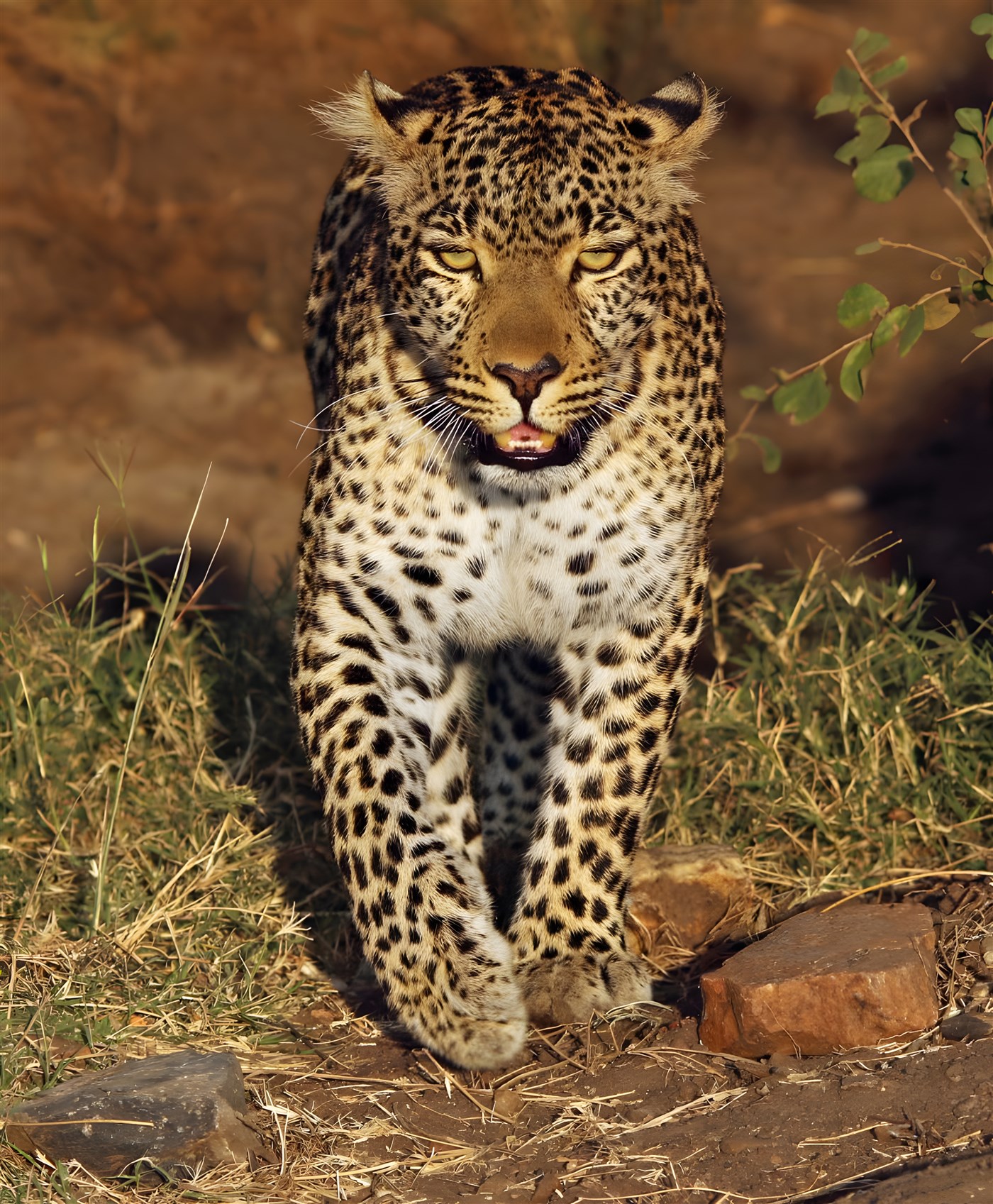 Leopard staring at the camera