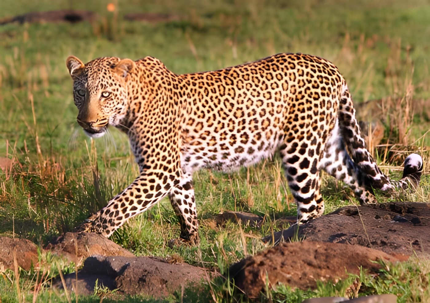 Leopard on the prowl