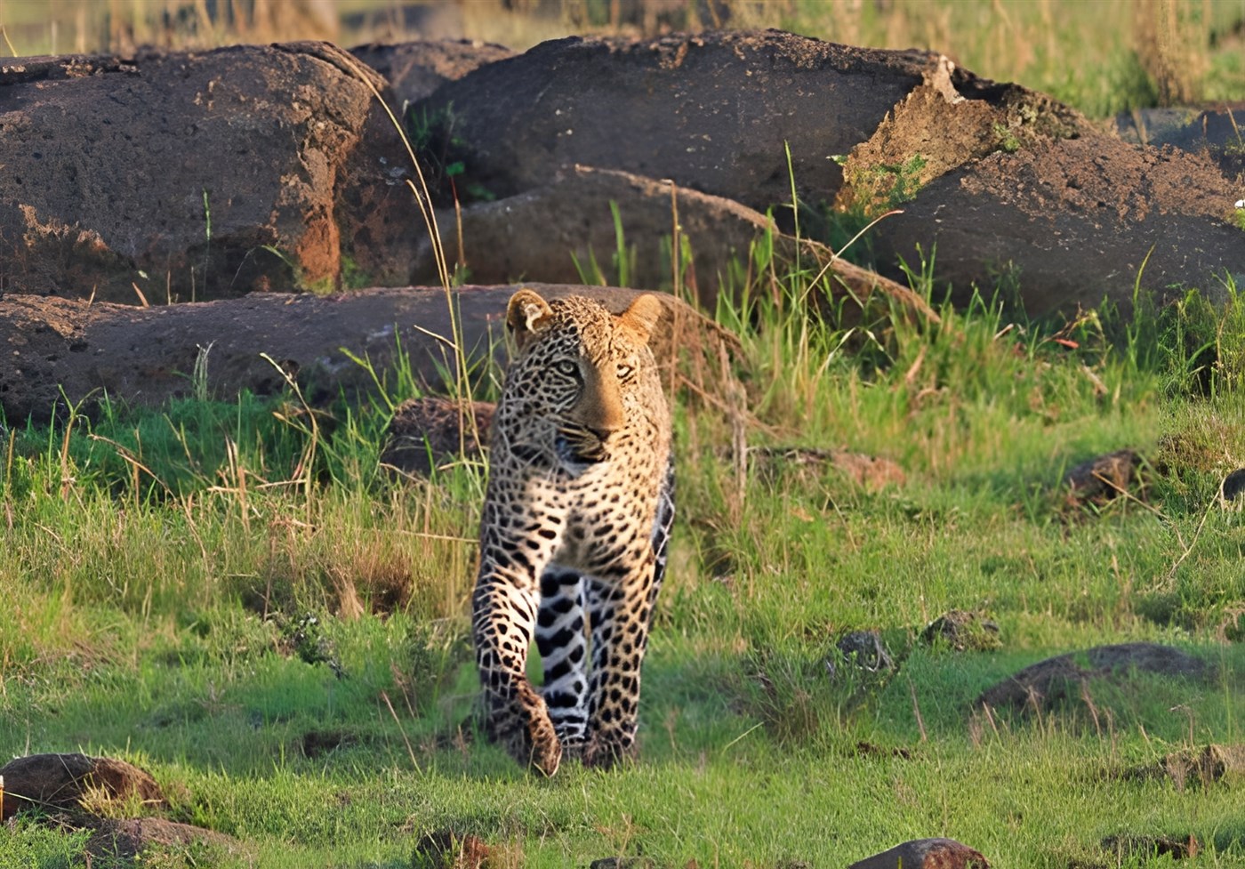 Leopard