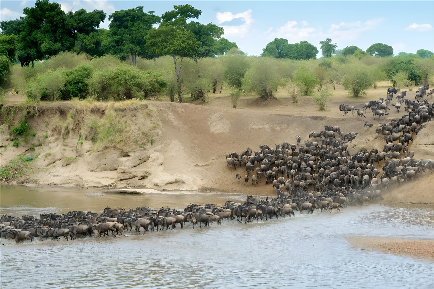 Wildebeest in the river