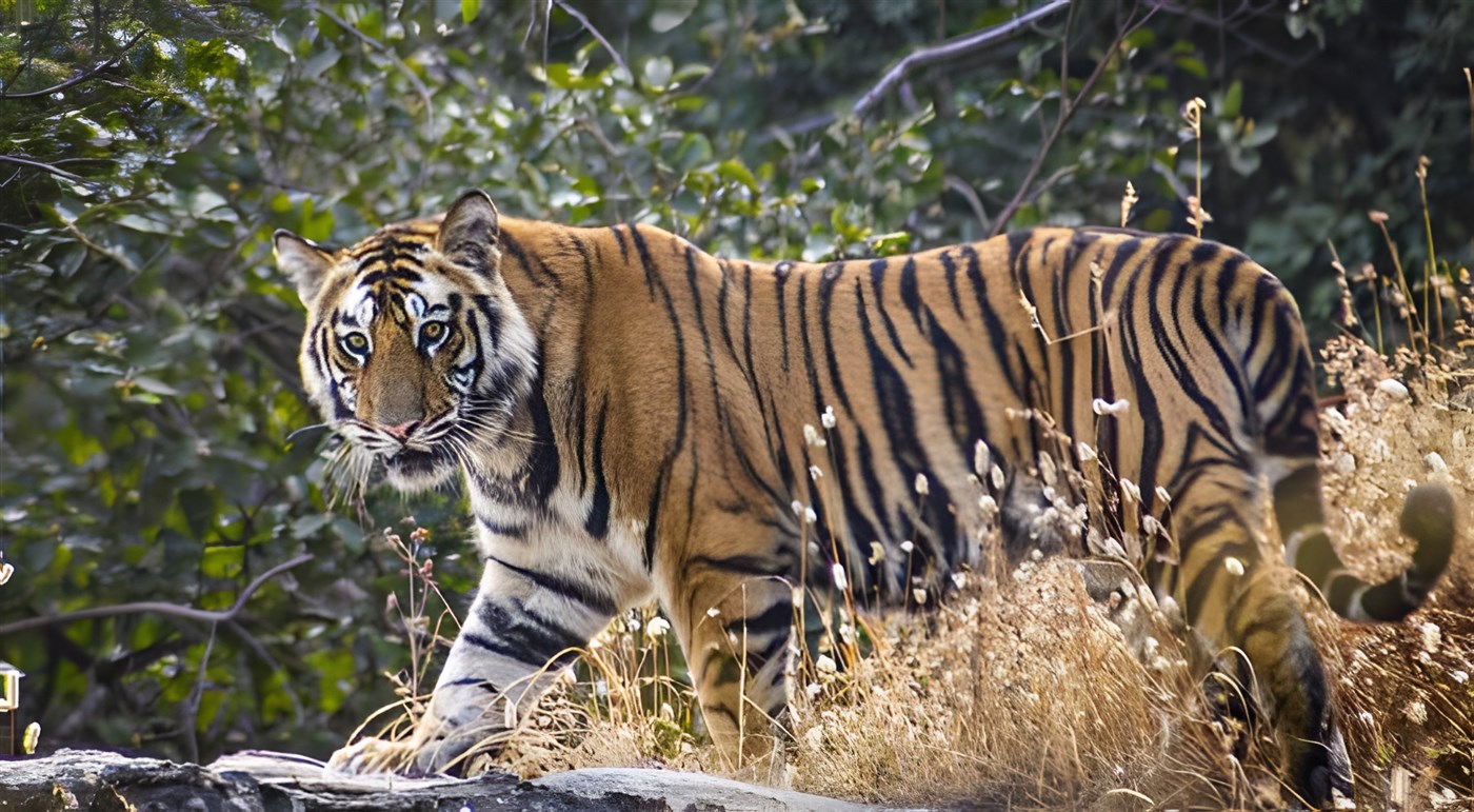A tiger in the wild in India. Used in a blog article about how travel helps conservation efforts next to the paragraph where Project Tiger is included