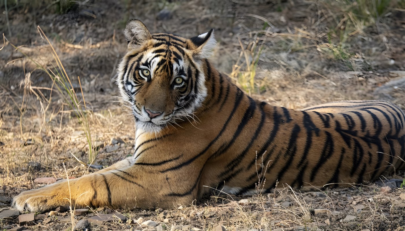 A large tiger lies down on the grasslands of a game reserve, looking straight at the camera