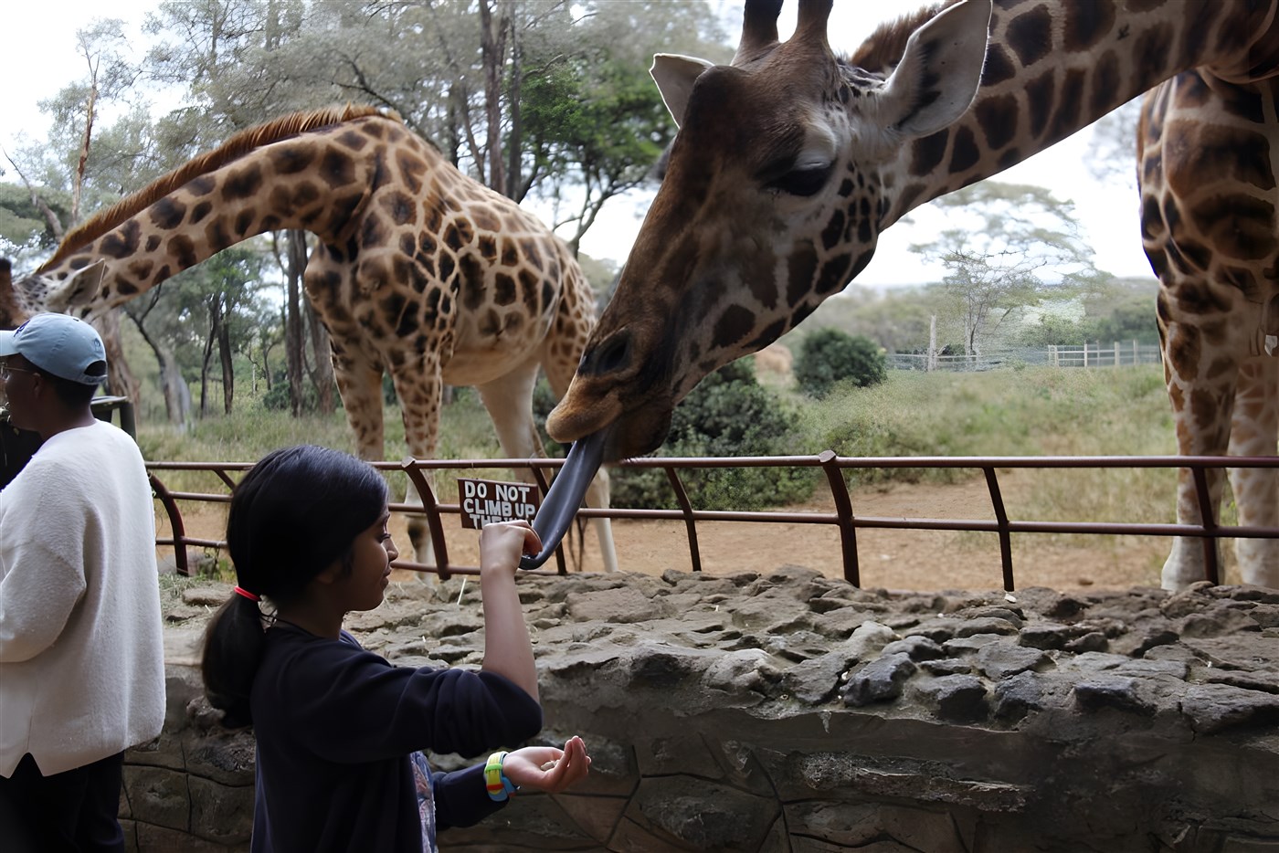 Hand feeding the giraffes at Giraffe Centre, Nairobi