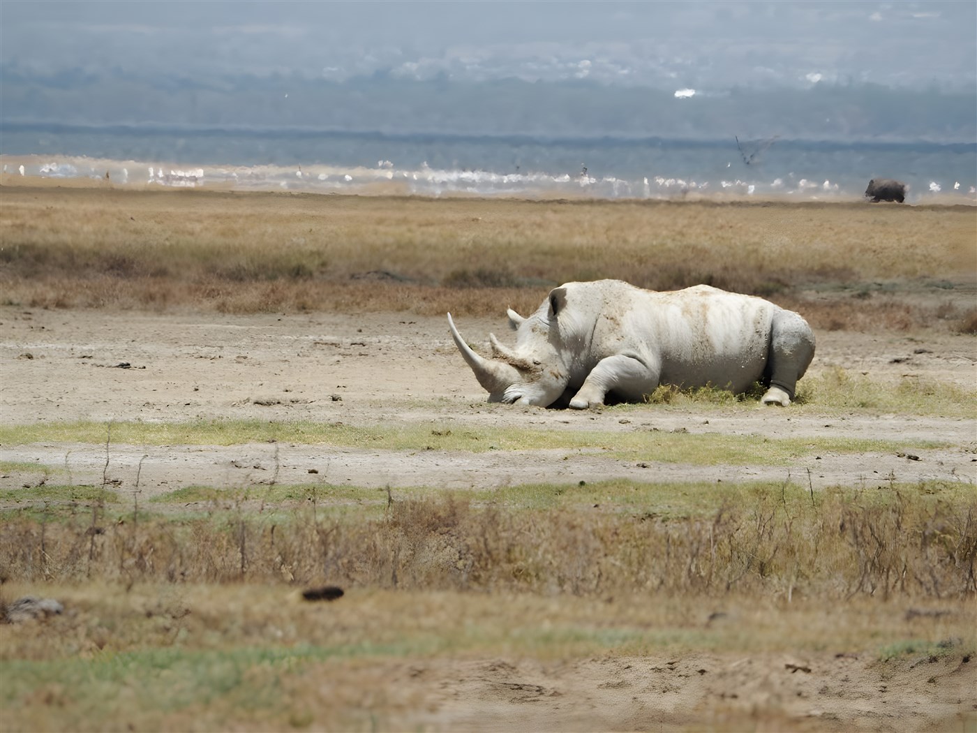 Rhino at Lake Naivasha
