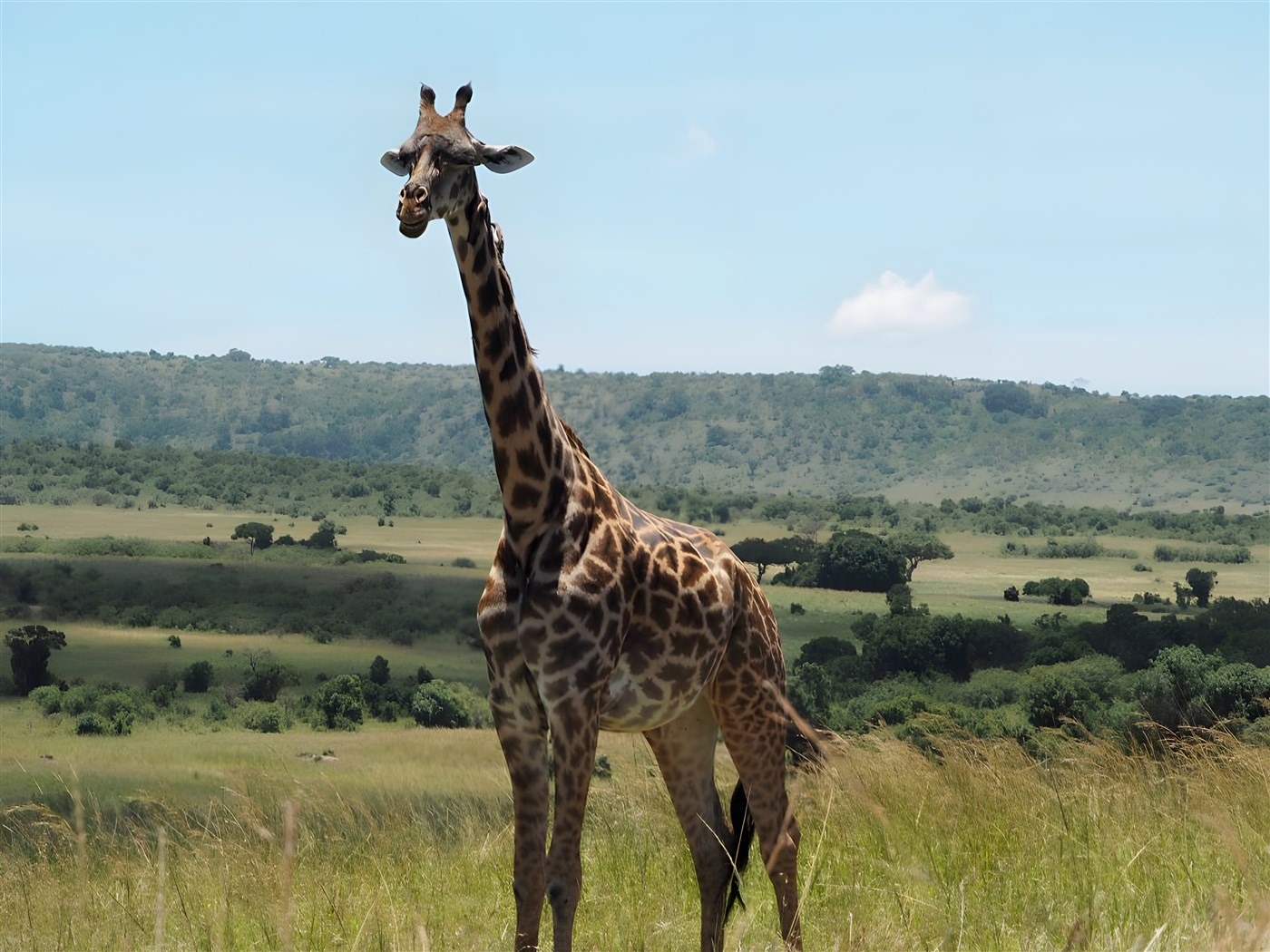 Giraffe in the Masai Mara