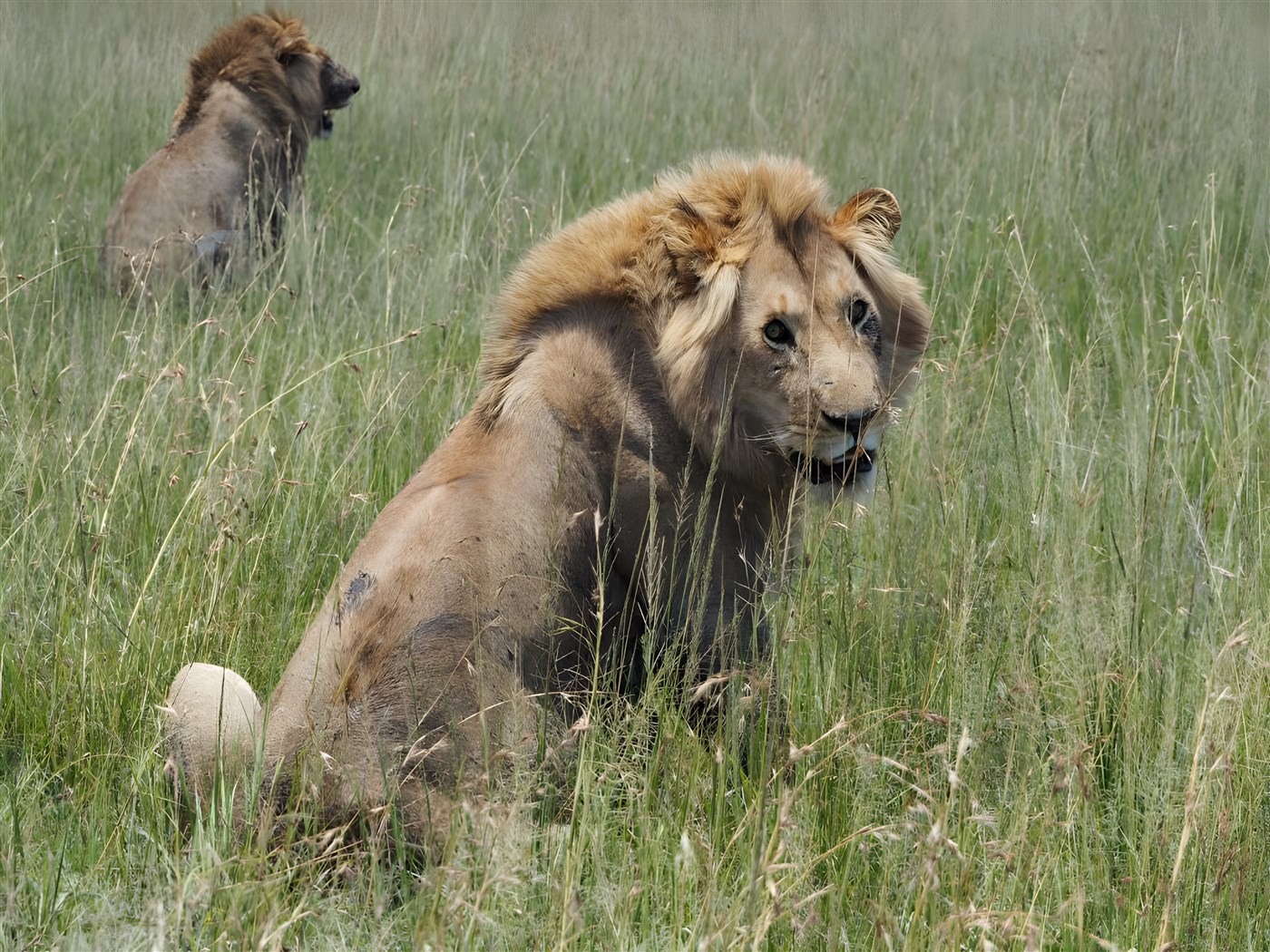 Lions