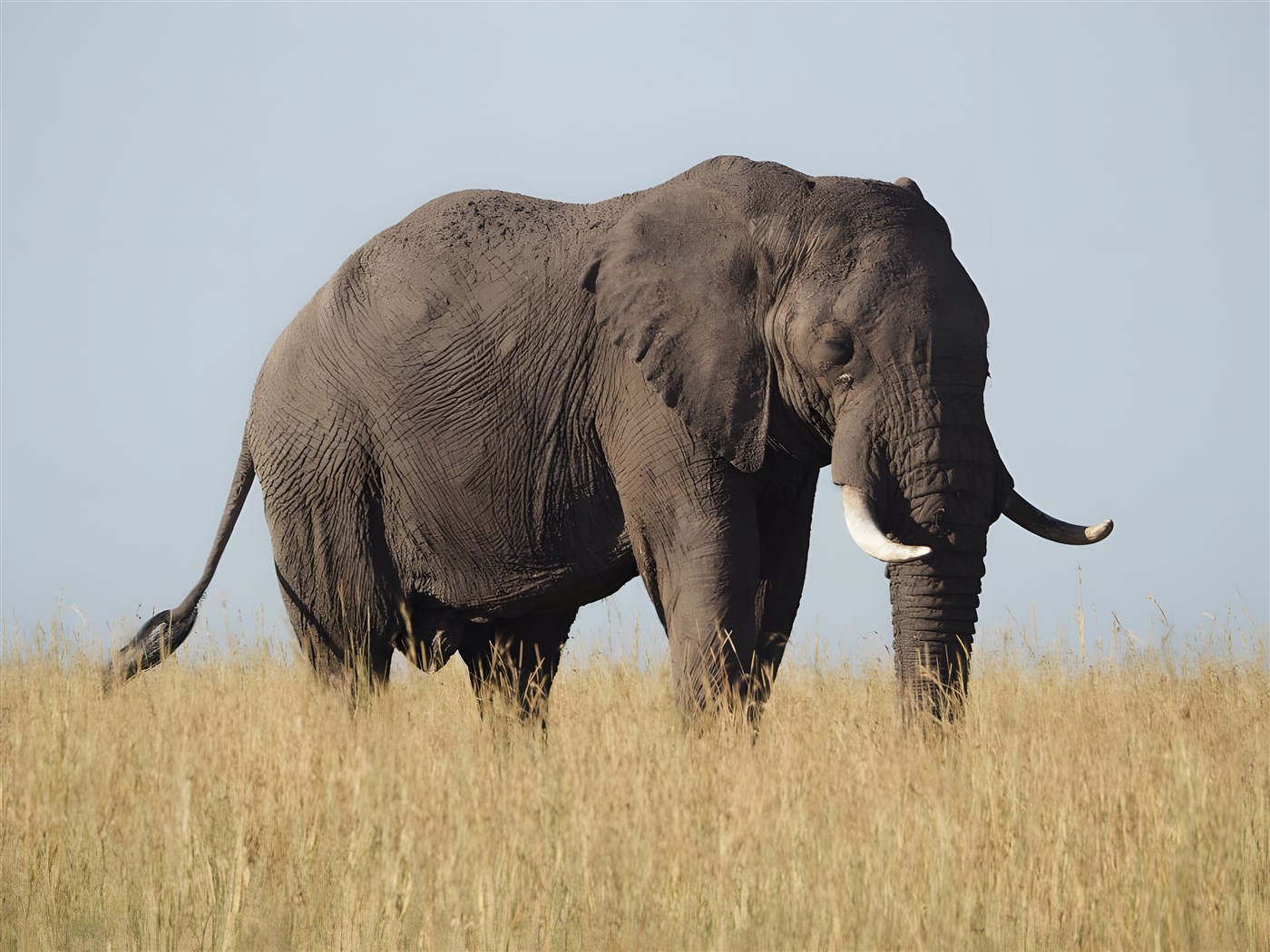 Regal African Elephant