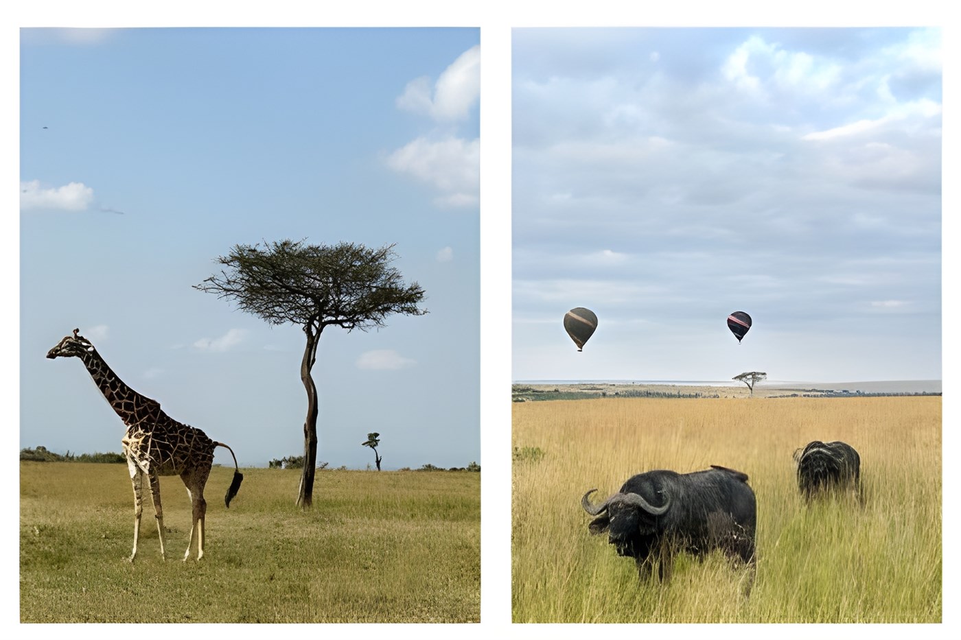 African Savannah with animals including giraffe and African buffalo in the foreground, the photo on the right has hot air balloons in the background.