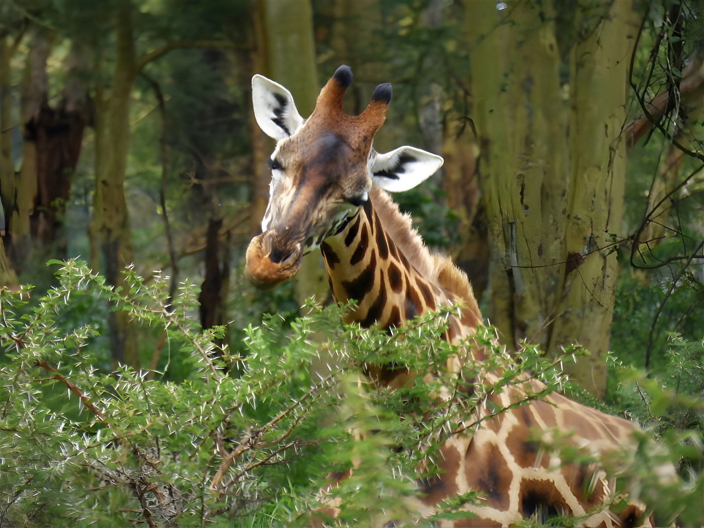 Dreamy eyed giraffe