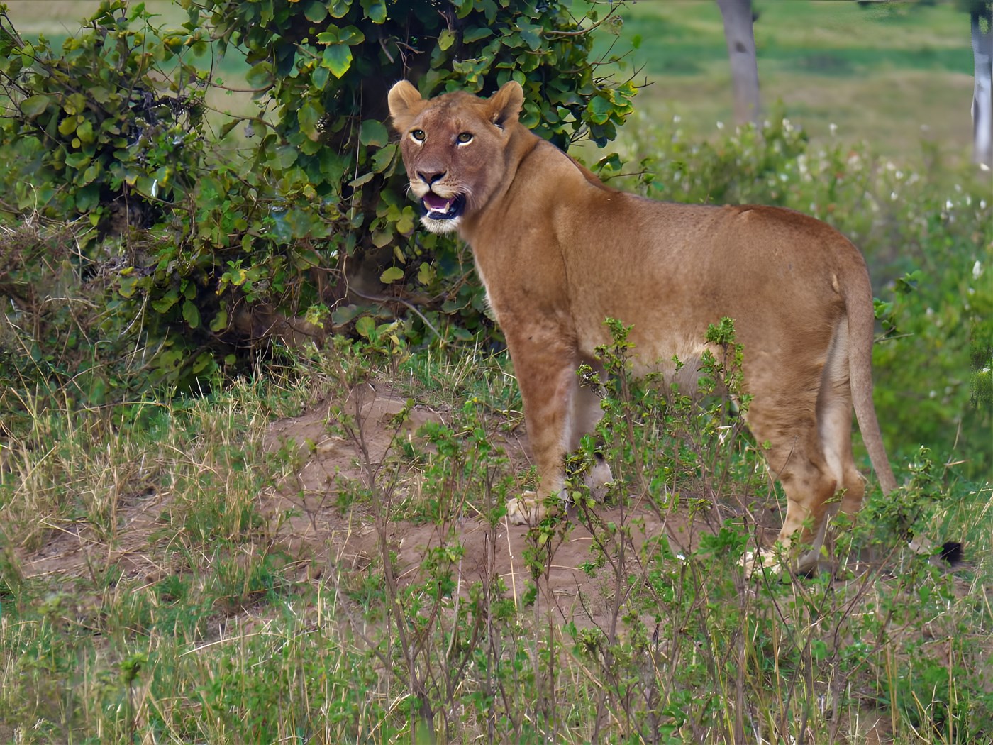 Lion in the Mara