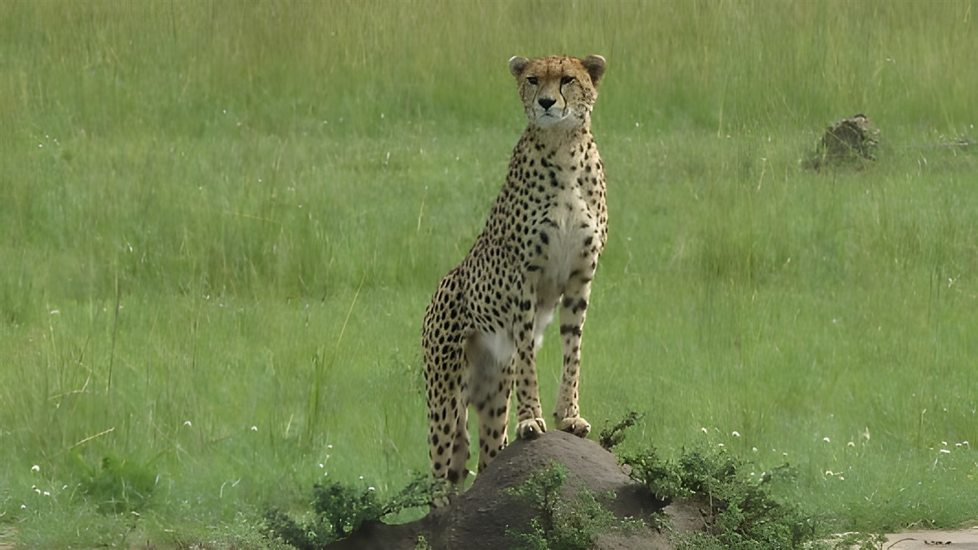 A cheetah on a Kenyan safari