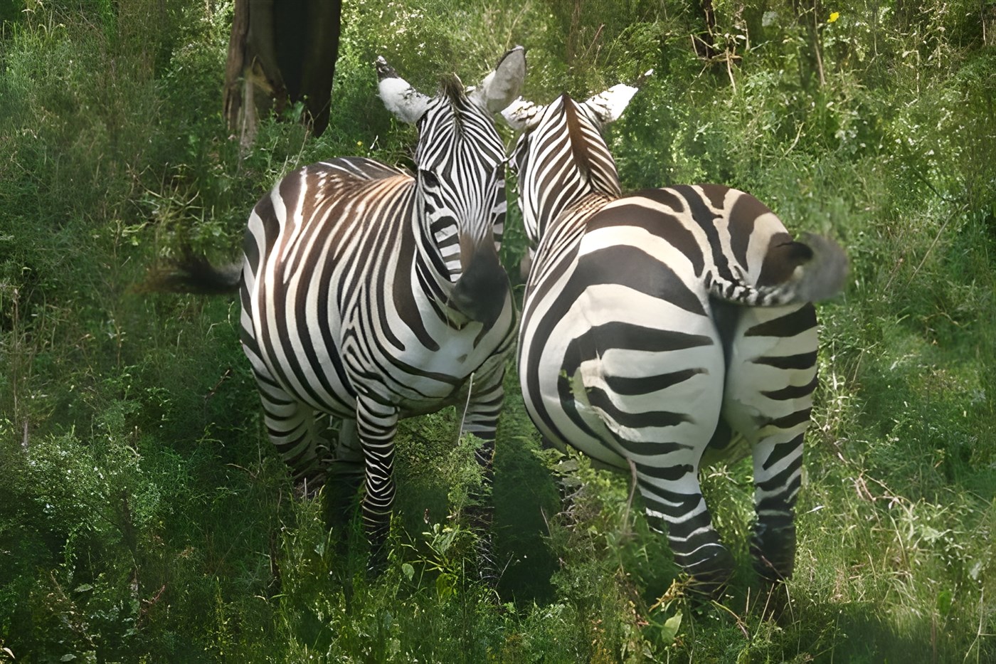 Two zebras in Kenya
