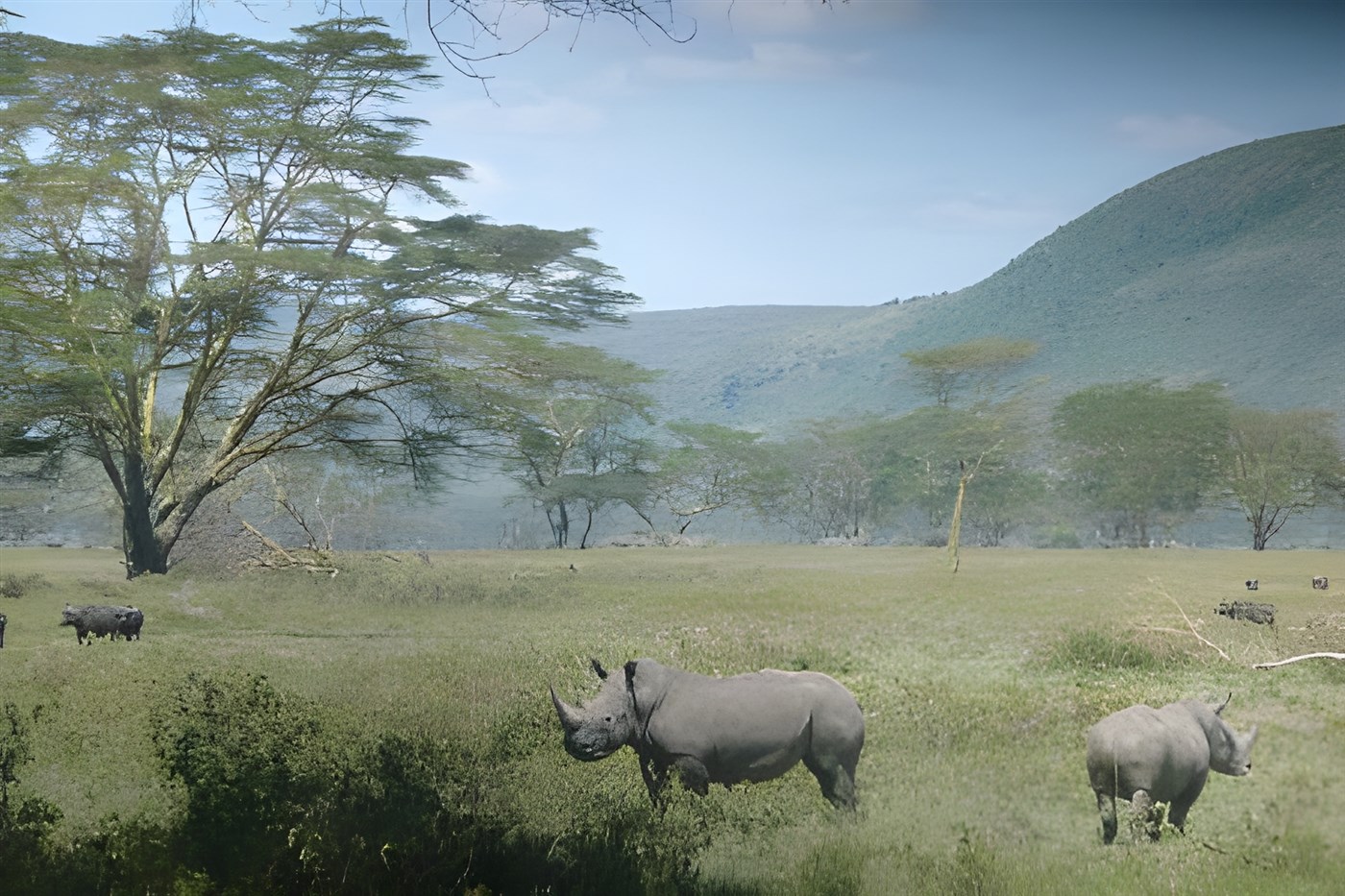Rhinos in Kenya