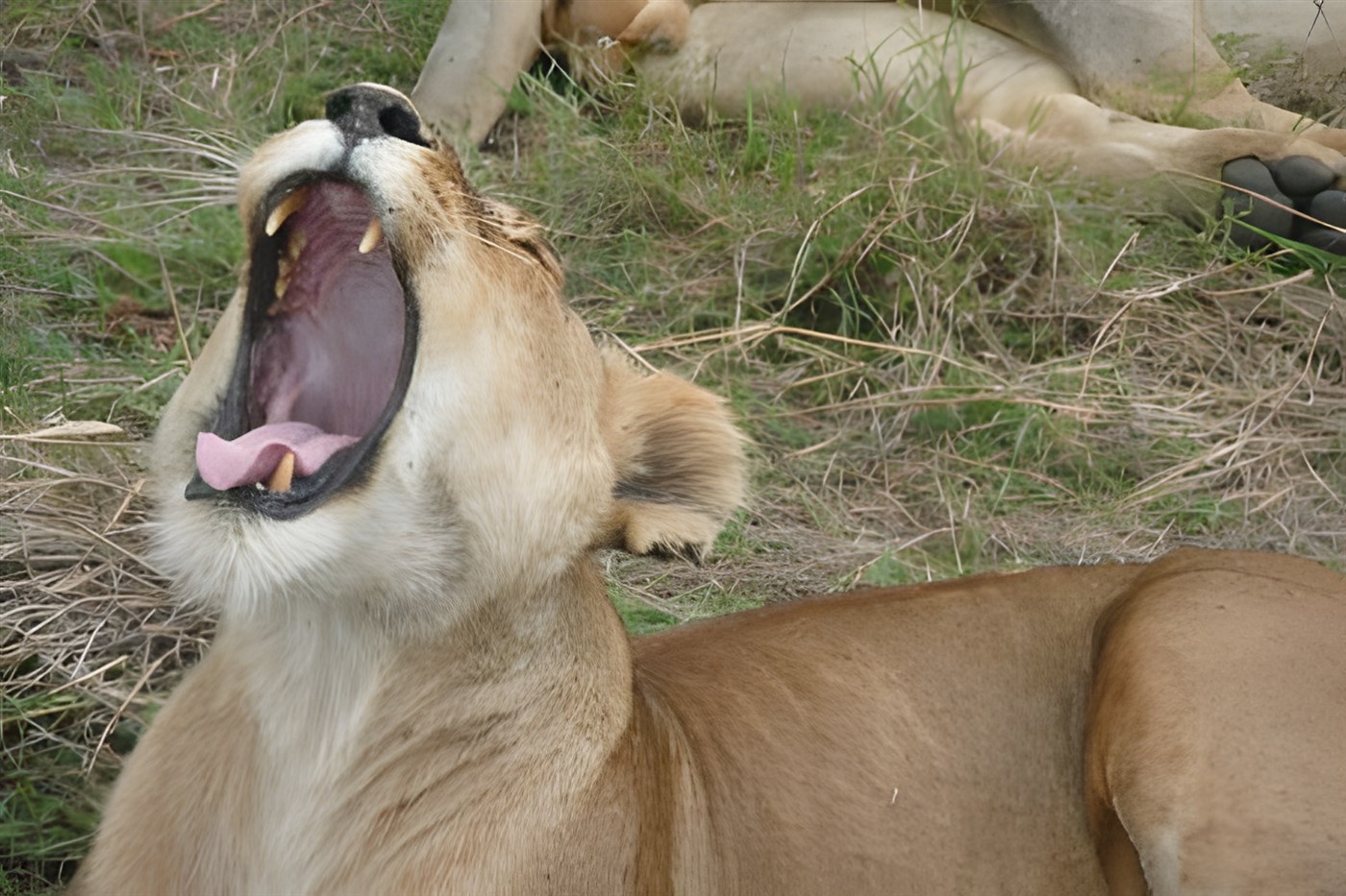 Yawning lion in Kenya