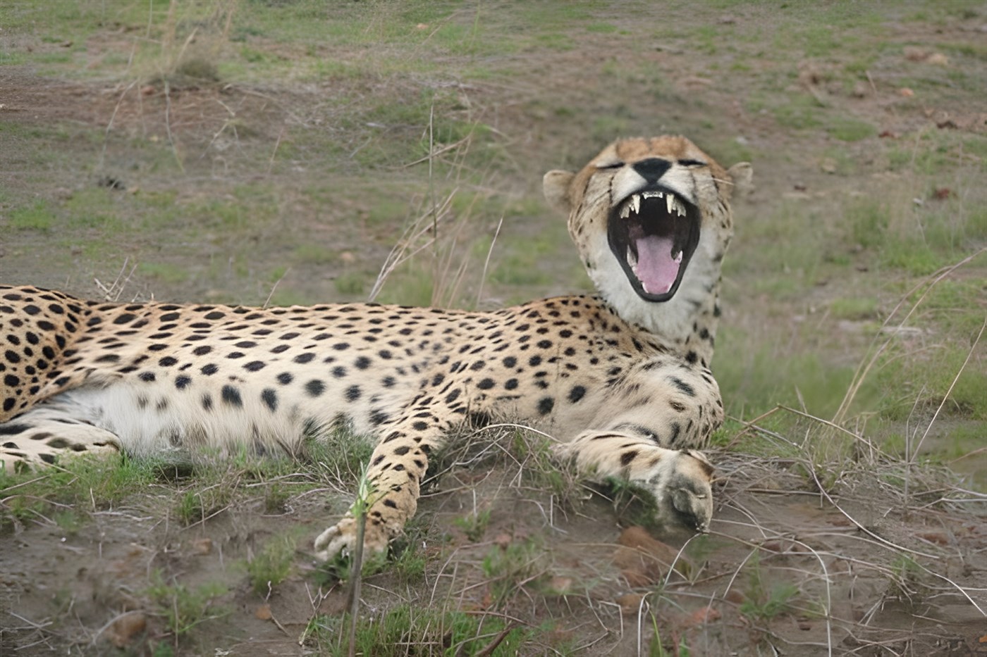 Yawning cheetah in Kenya