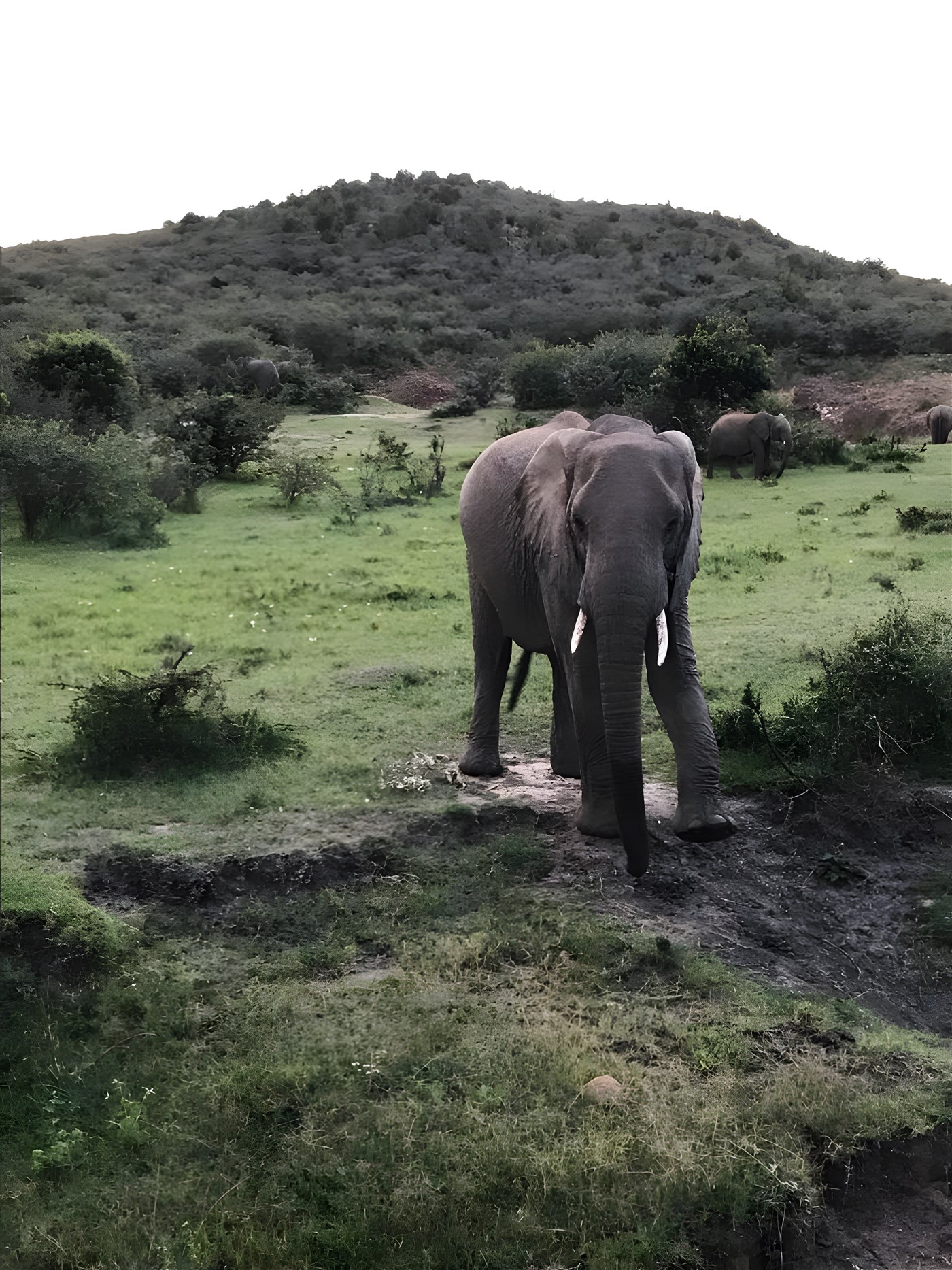 An elephant in Masai Mara