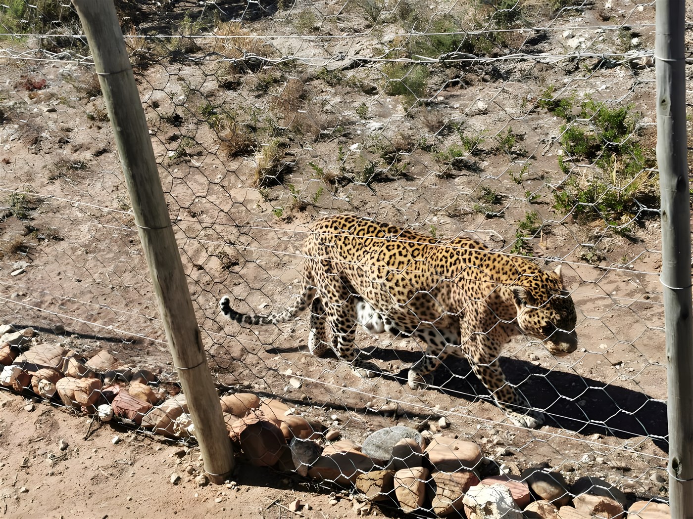 A rescued Leopard at The Shamwari Big Cat Sanctuary