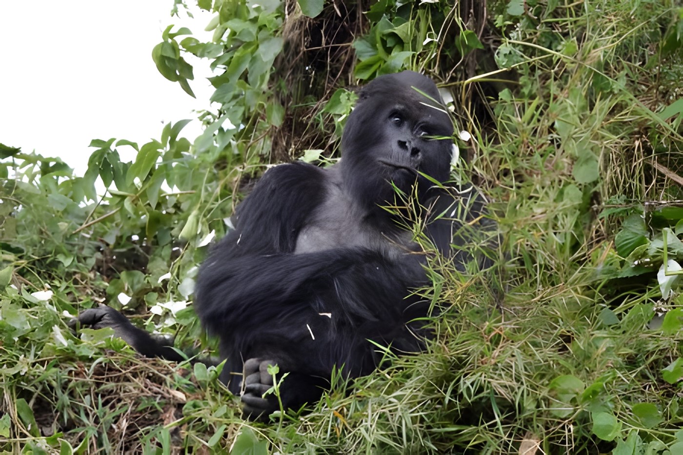 Gorillas in Rwanda